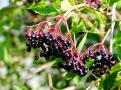 Plody keře Sambucus nigra, tedy černého bezu