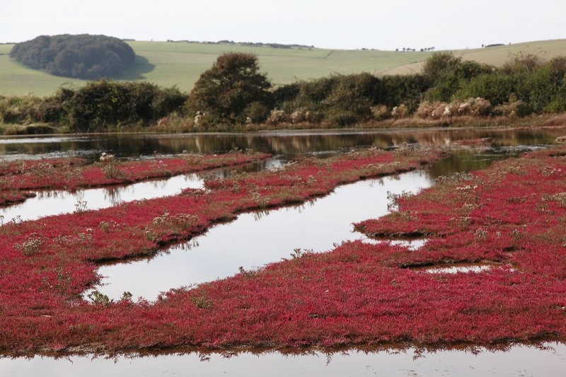 Saltmarsh_01