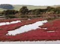 Saltmarsh_01